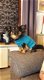 Gebreide honden trui - 1 - Thumbnail