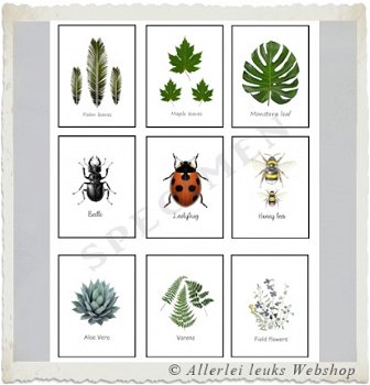 Mini quote kaarten flora en fauna 7.5x6cm A4 hobbymaterialen hobbyartikelen - 1