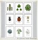 Mini quote kaarten flora en fauna 7.5x6cm A4 hobbymaterialen hobbyartikelen - 1 - Thumbnail