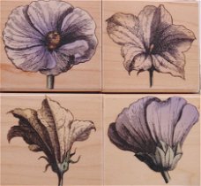 Houten Stempel set Poetic Petals in doosje van Hero Arts