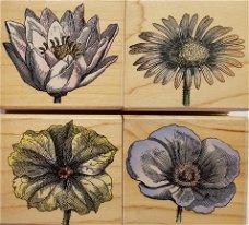 Houten Stempel set Poetic Petals in doosje van Hero Arts.