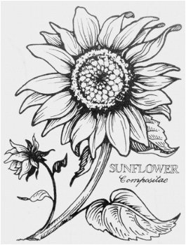 GROTEHouten stempel Sunflower van PSX. - 1