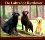 DE LABRADOR RETRIEVER - 0 - Thumbnail