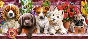 Castorland - Puppies on a Shelf - 600 Stukjes Nieuw - 1 - Thumbnail