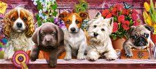 Castorland - Puppies on a Shelf - 600 Stukjes Nieuw