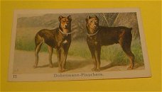Plaatje" N.v Geels & Co." serie Honden.nr.15