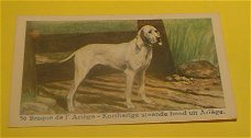 Plaatje" N.v Geels & Co." serie Honden.nr.56