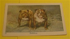 Plaatje" N.v Geels & Co." serie Honden.nr.37