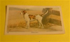 Plaatje" N.v Geels & Co." serie Honden.nr.66.