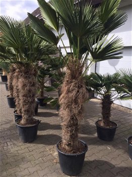 Palmboom Trachycarpus Wagnerianus - 1