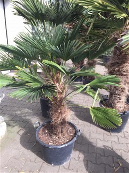 Palmboom Trachycarpus Wagnerianus - 2