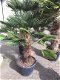 Palmboom Trachycarpus Wagnerianus - 2 - Thumbnail