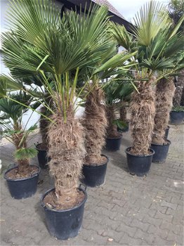 Palmboom Trachycarpus Wagnerianus - 3