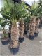 Palmboom Trachycarpus Wagnerianus - 3 - Thumbnail