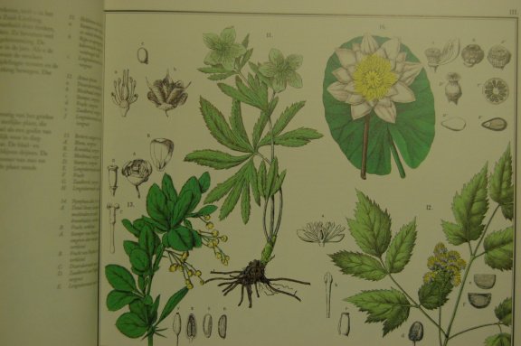 De flora van Nederland - Afbeelding 2