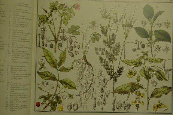 De flora van Nederland - Afbeelding 3
