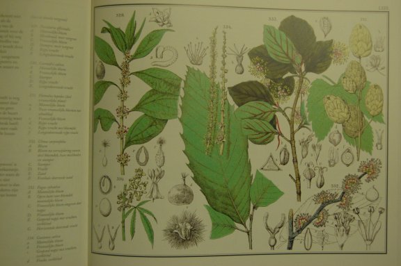 De flora van Nederland - Afbeelding 4