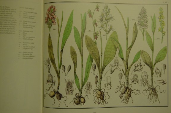 De flora van Nederland - Afbeelding 5