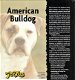 American Bulldog - 1 - Thumbnail