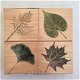 Houten Stempel set Poetic Prints Real Leaves in doosje van Hero Arts. - 1 - Thumbnail