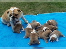 4 Mooie Engelse bulldog pups beschikbaar