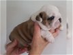 4 Mooie Engelse bulldog pups beschikbaar - 2 - Thumbnail
