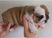 4 Mooie Engelse bulldog pups beschikbaar - 3 - Thumbnail