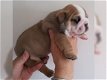 4 Mooie Engelse bulldog pups beschikbaar - 4 - Thumbnail