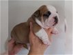 4 Mooie Engelse bulldog pups beschikbaar - 5 - Thumbnail