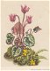 Bloemenkaart Cyclaam en Tweebloemig viooltje - 1 - Thumbnail