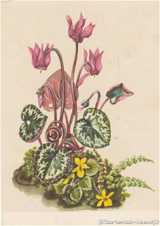 Bloemenkaart Cyclaam en Tweebloemig viooltje