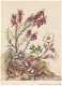 Bloemenkaart Alpenheide, Leverbloempje en Anemoon - 1 - Thumbnail