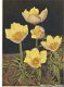 Bloemenkaart Anemone Sulfurea - 1 - Thumbnail
