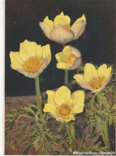Bloemenkaart Anemone Sulfurea
