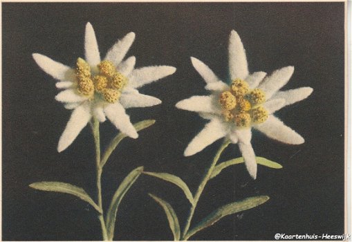 Bloemenkaart Edelweiss - 1