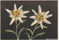 Bloemenkaart Edelweiss - 1 - Thumbnail