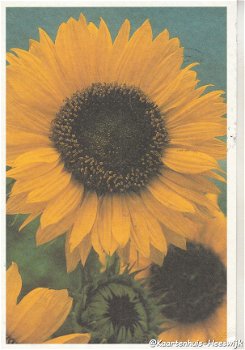 Bloemenkaart Zonnebloem - 1