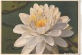 Bloemenkaart Waterlelie - 1 - Thumbnail