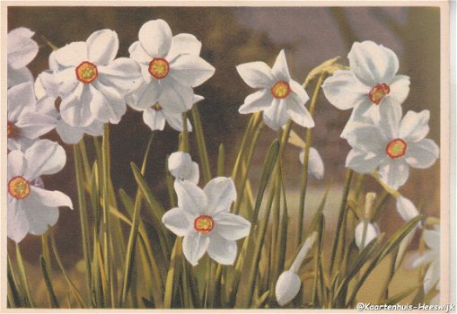 Bloemenkaart Narcissen - 1