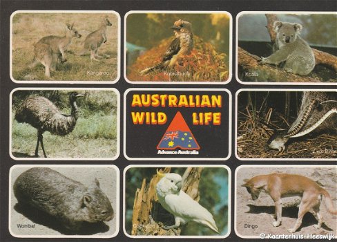 Australie Australian Wild Life - 1