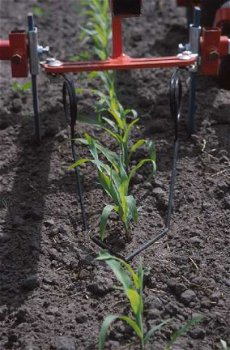 Gras in Mais wiedeg zaaimachine bio en gangbaar - 5