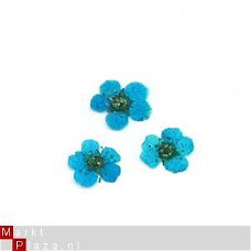 Gedroogde Droog bloemen BLUE dried flower gel acryl nail art