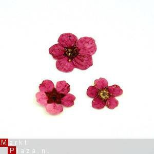 Gedroogde Droog bloemen ROSE dried flower gel acryl nail art - 1