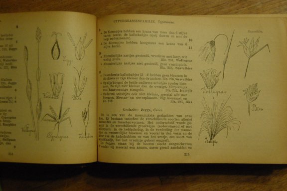 Geillustreerde flora van Nederland - Afbeelding 4