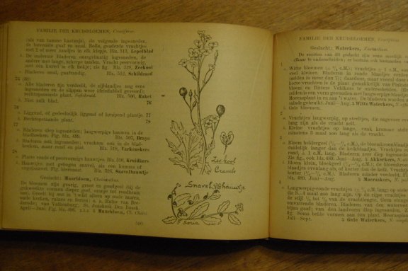 Geillustreerde flora van Nederland - Afbeelding 5