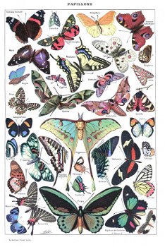 Grafika - Papillons - 1000 Stukjes Nieuw - 1