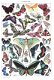 Grafika - Papillons - 1000 Stukjes Nieuw - 1 - Thumbnail