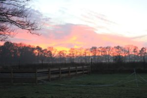 Vakantiehuisje VeluweZicht ligt tegen de Hoge Veluwe, Hoenderloo - 8