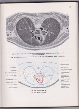 Gerhard Wolf-Heidegger: Atlas der systematishen Anatomie des Menschen - 5
