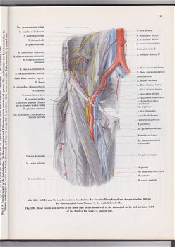 Gerhard Wolf-Heidegger: Atlas der systematishen Anatomie des Menschen - 6